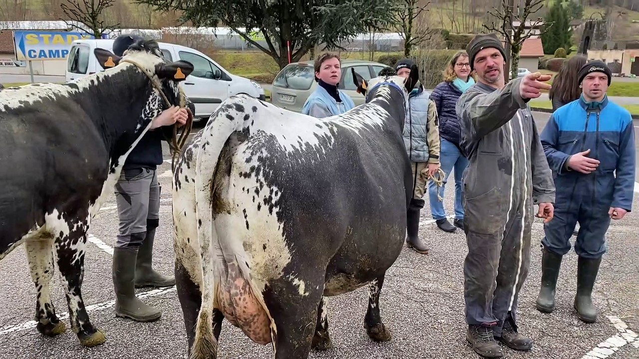 Salon de l’Agriculture : l’heure du grand départ pour vingt-cinq « Vosgiennes » et cinq veaux