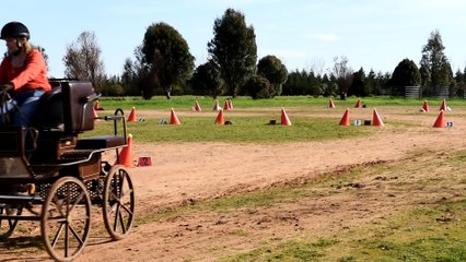 Kathy Henderson carriage training with Scott Monroe