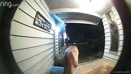Buck Stops by to Munch on Birdseed