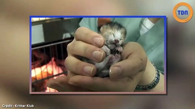 Cette chatte a vécu le pire, et cet homme a chamboulé sa vie