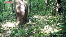 Küre Dağları'nda boz ayı fotokapanla görüntülendi