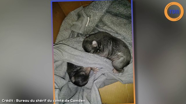 Cet homme pense avoir trouvé des chiots abandonnés mais fait une incroyable découverte