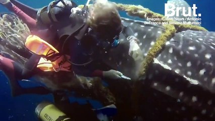 Un requin-baleine en détresse sauvé par deux plongeurs
