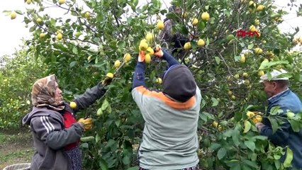 Mersin talep arttı, limon dalında 4 liraya yükseldi
