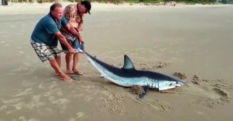 Vídeo mostra homens arrastando tubarão para longe da água;animal morreu após 2 horas