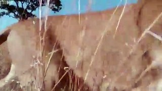 Amazing Lion vs Zebra  Zebra Kicked A Pride Of Lion To Save Fellows  Lion Hunting Fail