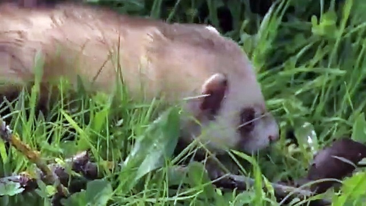 Amazing Sidewinder snake hunting Mongoose  King Cobra Big Battle The Reptiles of the Desert