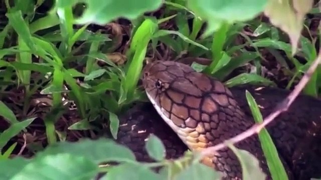 Amazing Snake Attack intelligent Monkeys while Playing fish Most Amazing Attack of Animals
