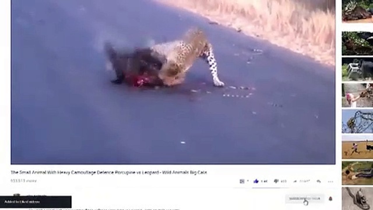 Amazing Snake Hunting Flying Bat In The Night  Snake Hunting Bats In Cave