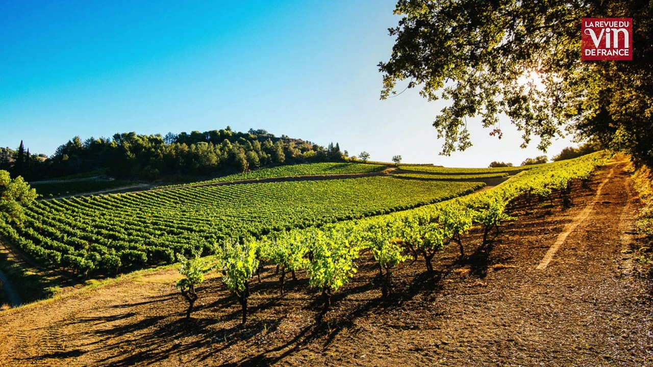 La cave Anne de Joyeuse élabore des vins tranquilles à Limoux