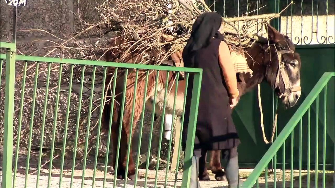 Serra da Estrela, os Cães e a Aldeia do Sabugueiro, etc.