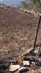 Emu Rounds up Sheep After Australian Bush Fires