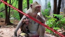 No Monkeying Around: Why Trump Will Need Protection from Wild Monkeys in India