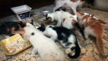 Home Raised Six Twins Kittens Eats Breakfast