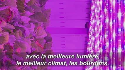 Boom de l'agriculture urbaine: deux exemples en région parisienne