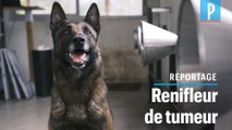 « Kdog », la brigade de chiens renifleurs de cancers