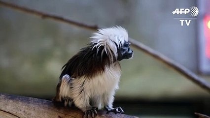 Nascimento surpresa no México