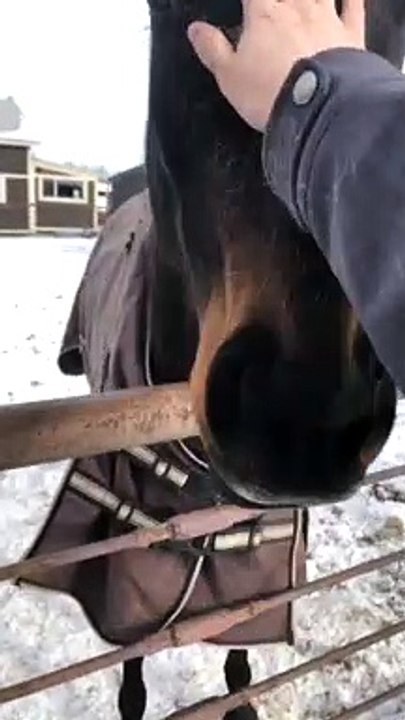 Horse Does All the Work