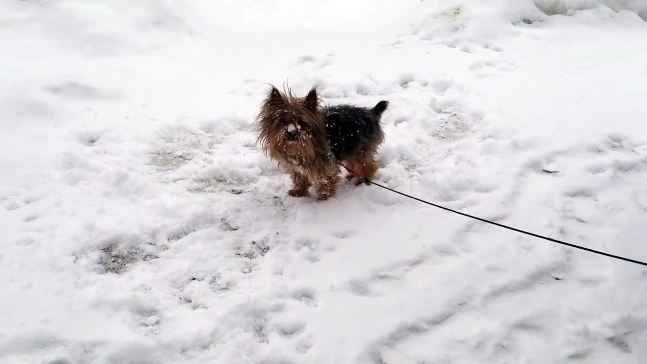 Max the Yorkie Loves the Snow