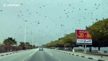 Biblical SWARM of locusts invade Saudi Arabia in terrifying footage