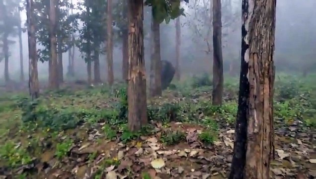 Charge d'éléphants sur une voiture de touristes !