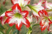 What To Do with Amaryllis Bulbs After They Bloom