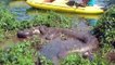 Des touristes en kayak découvrent un énorme anaconda en train de dormir