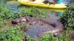 Des touristes en kayak découvrent un énorme anaconda en train de dormir