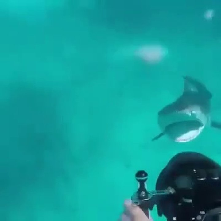 Ne jamais déranger un requin en plein repas