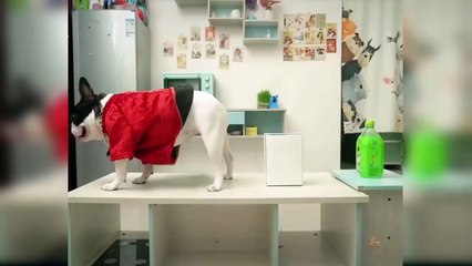 Baby Dogs Cute and Funny Dog Videos Compilation - Awwww Moments of Animals #02 Dog - Love Lines Entertainment
