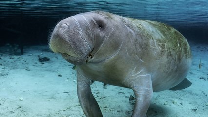 قطر.. ثاني أكبر تجمع عالمي لأبقار البحر