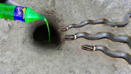 Experiment : Sprite Vs Pepsi Vs Mentos Vs Thunder Catch Python Snakes From Hole