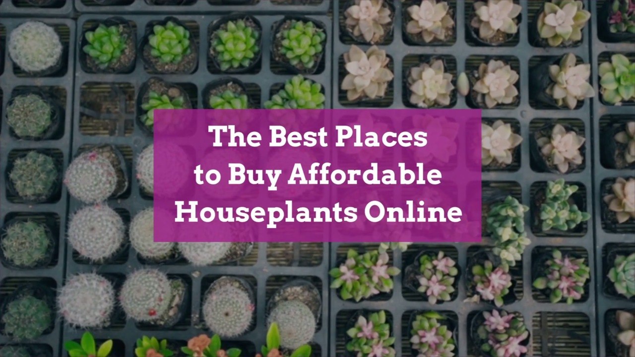 The Best Places to Buy Affordable Houseplants Online
