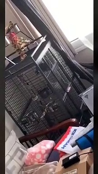 Voici la vidéo du perroquet qui parle et dit "allahou akbar"