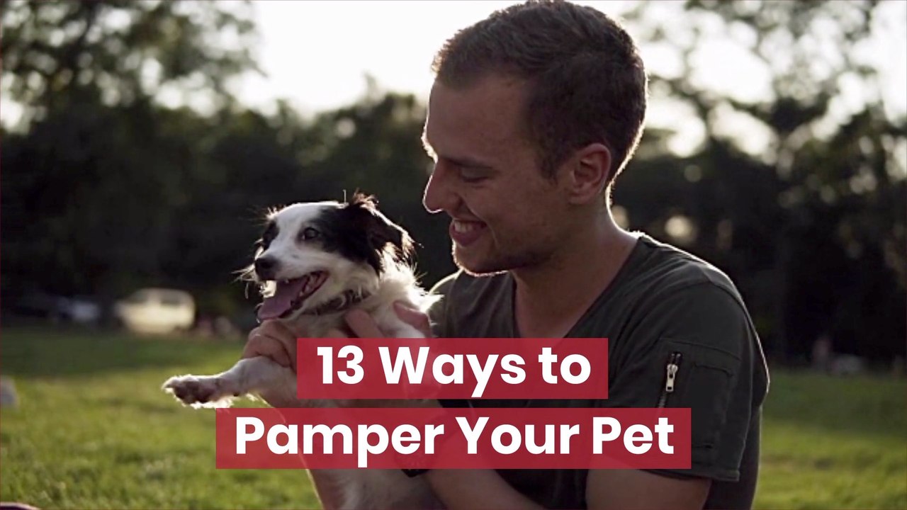 Pets Are Everything