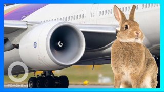 【ラビットストライク?】飛行機に近づきすぎたウサギ エンジンに吸い込まれる - トモニュース
