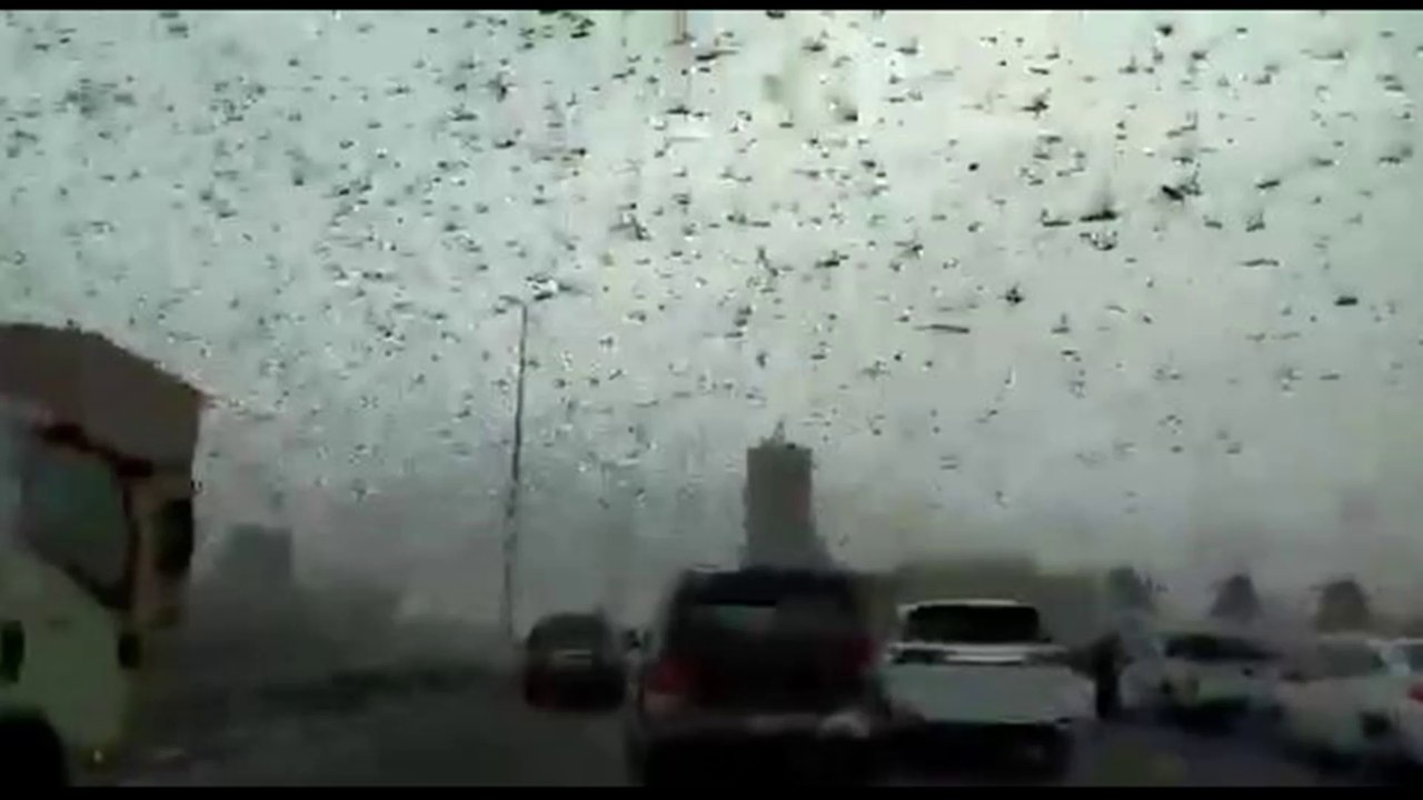 LOCUST PLOGUE: SWARM OF LOCUSTS FLOOD THE SKIES IN BAHRAIN