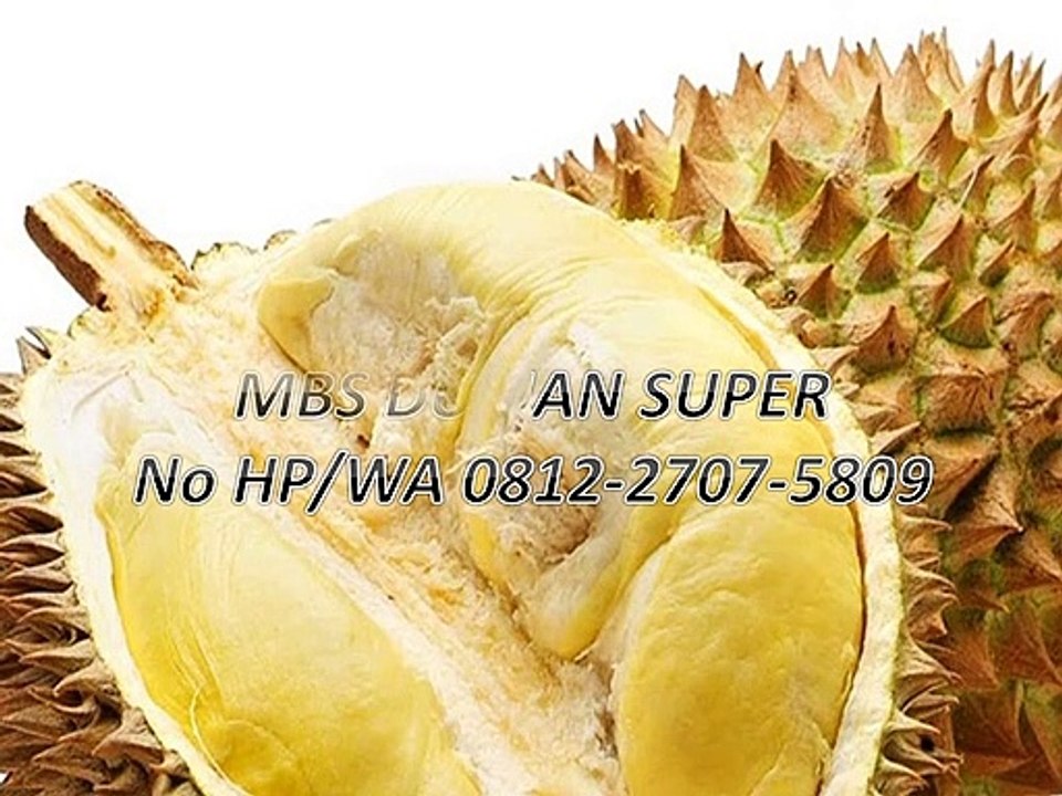 GROSIR, WA 0812-2707-5809, Bibit Durian Dmkkt Sulawesi Selatan