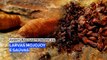 Aventuras Gastronômicas: Larvas Mojojoy e Saúvas