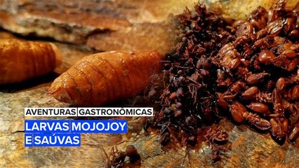 Aventuras Gastronômicas: Larvas Mojojoy e Saúvas