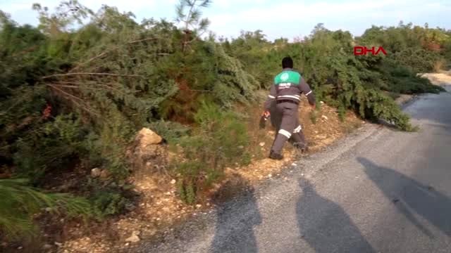 Mersin bir gecede bin 511 ağacı kesen serbest bırakıldı, baro başkanı tepki gösterdi