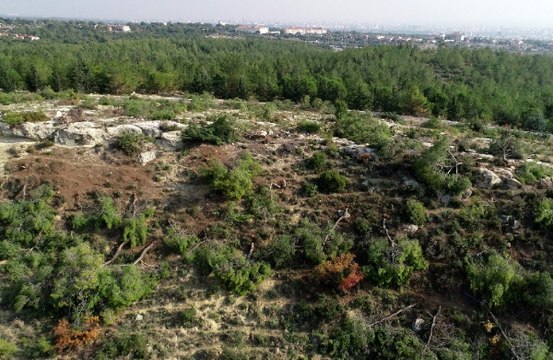 Bir gecede bin 511 ağacı kesen kişi serbest bırakıldı