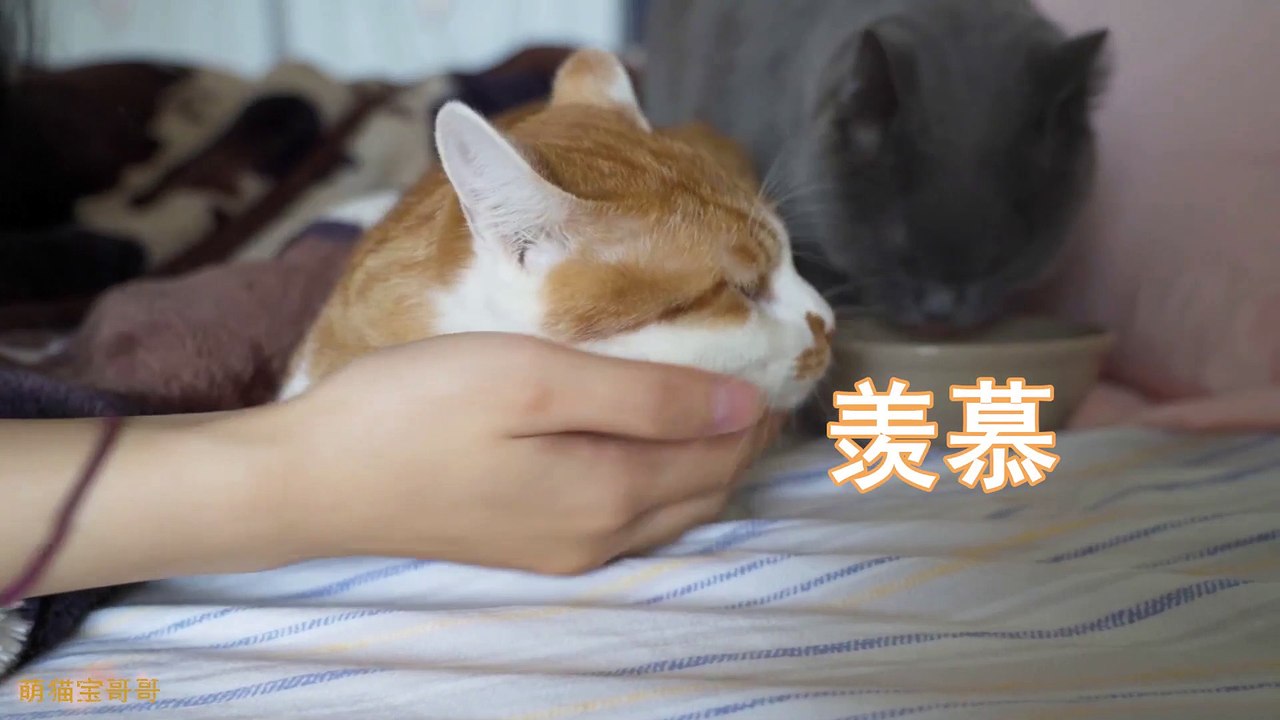 Funny Cat Cute and Funny Cat Videos Compilation #28