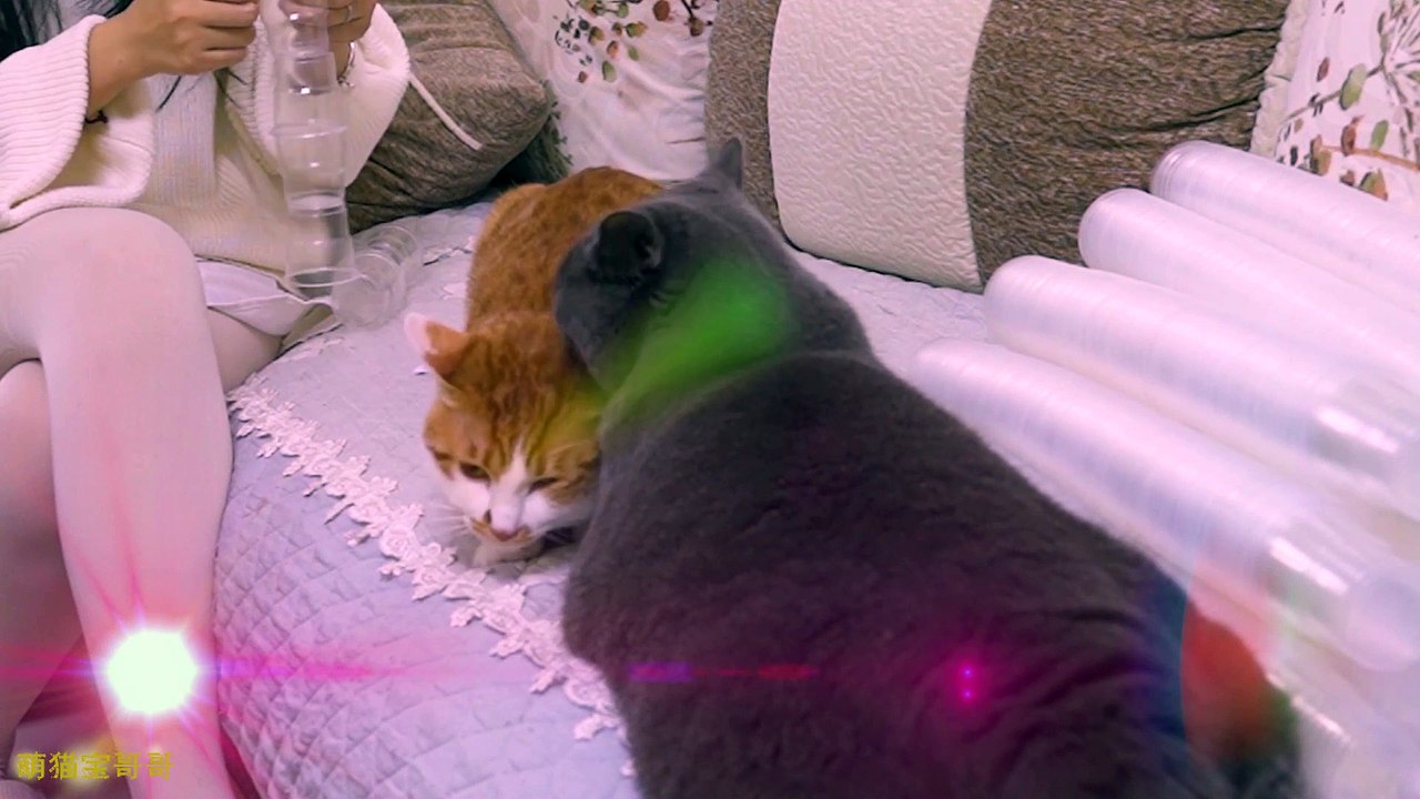 Funny Cat Cute and Funny Cat Videos Compilation #25