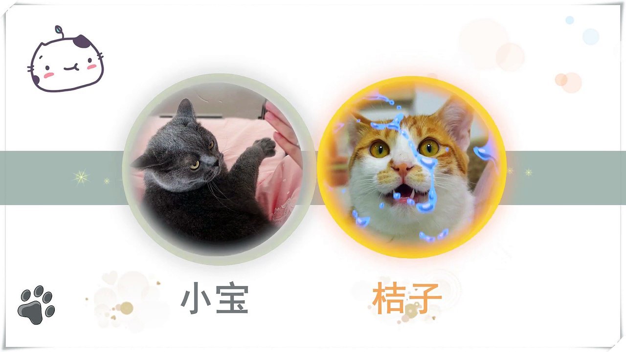 Funny Cat Cute and Funny Cat Videos Compilation #26