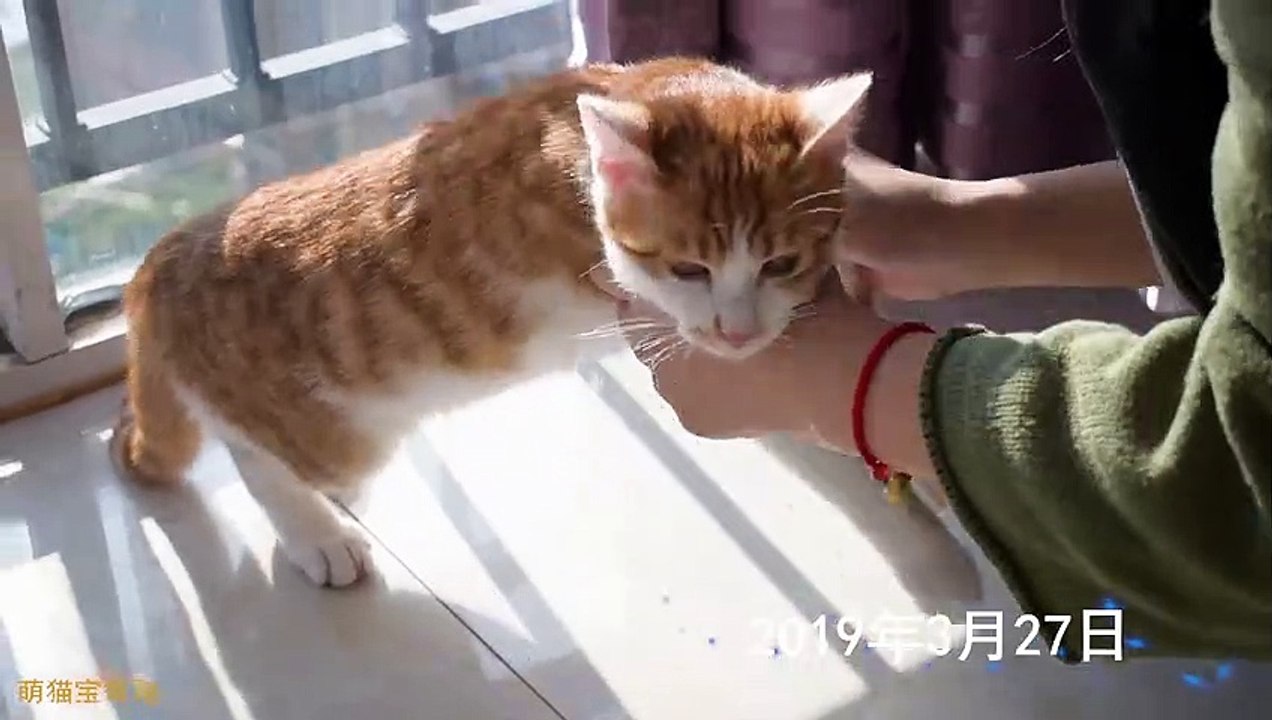 Funny Cat Cute and Funny Cat Videos Compilation #29