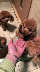 Funny Dogs Cute and Funny Dog Videos Compilation #22