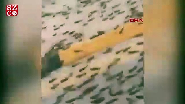 Suudi Arabistan'da çekirge istilası