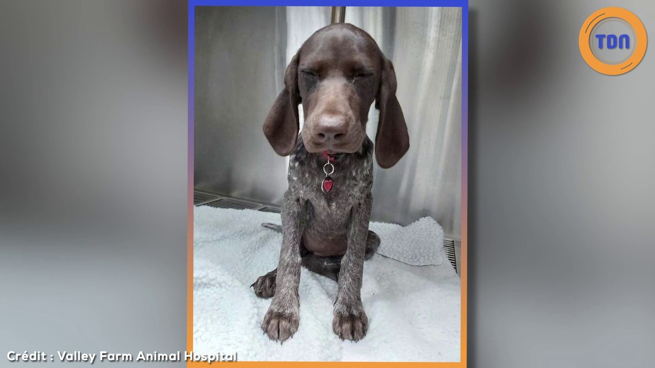 Son chien mange sa bague