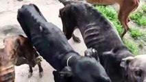 Vídeo mostra a extrema magreza dos cães de João Moura